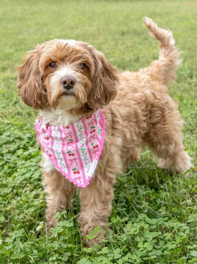 Pet Bandana - Cherries + Bows