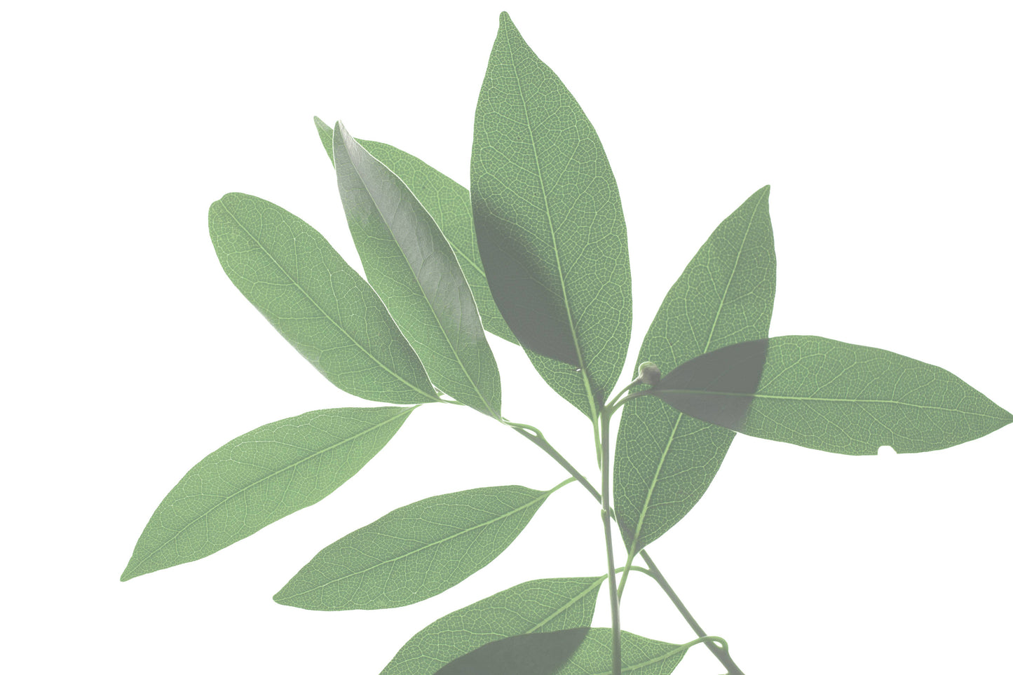 BREATHE Congestion Aromatherapy Inhaler Patches