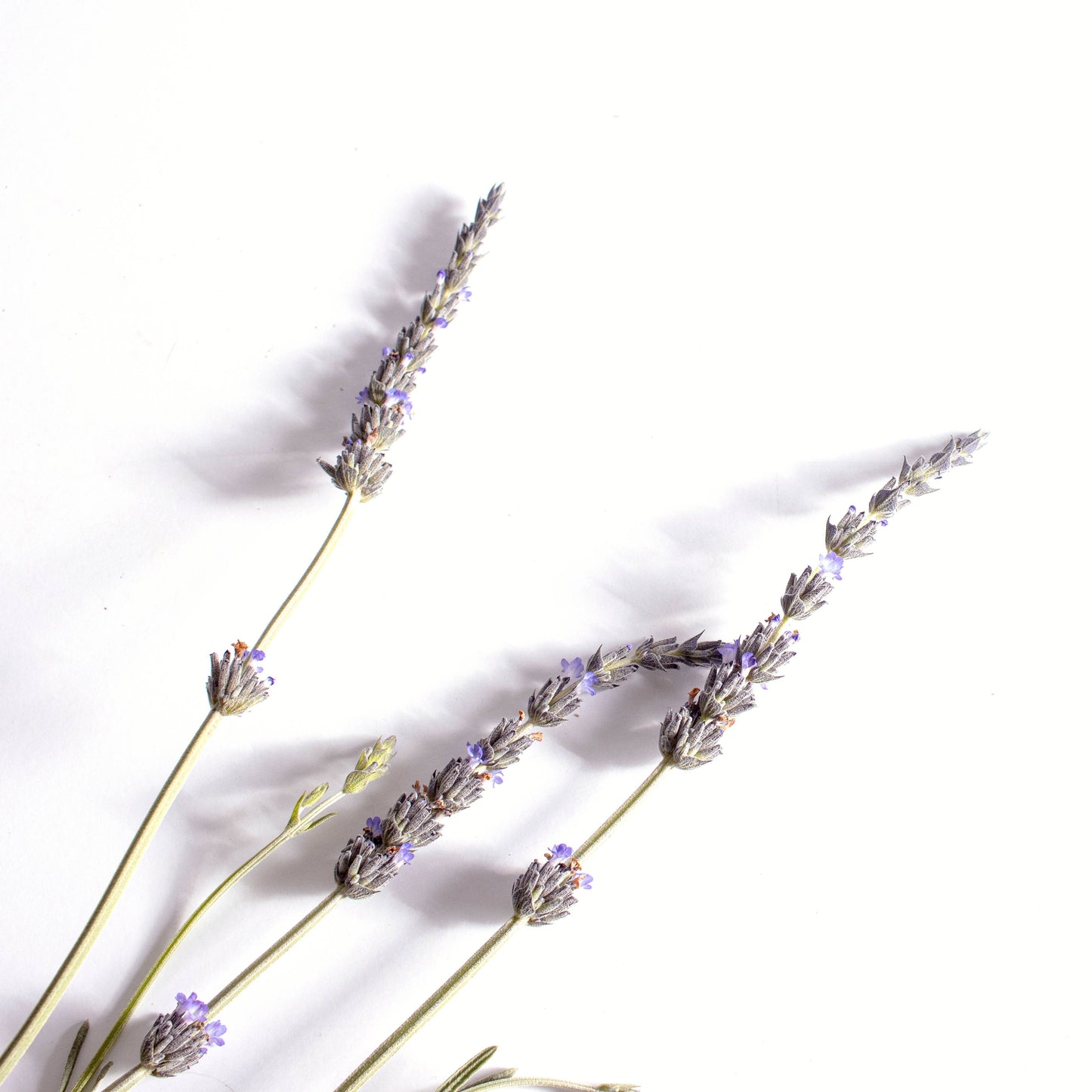 SLEEP Slumber Aromatherapy Inhalation Patches